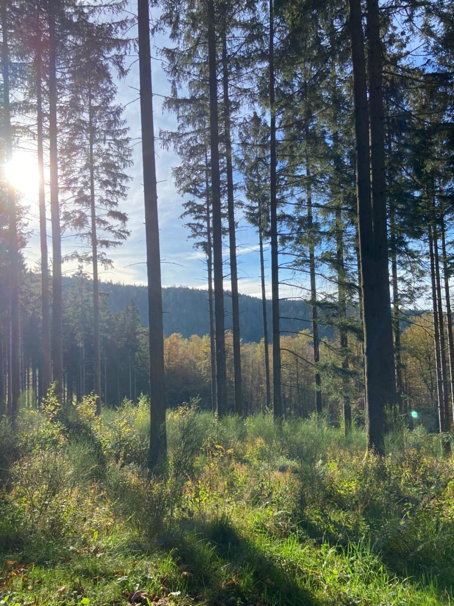 AnouldChalet Chaleureux Avec Cheminee Et Vue Montagne Proche Gerardmer "Mon Beau Sapin"别墅 外观 照片